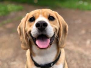 כלב שמח - תמונה להמחשה