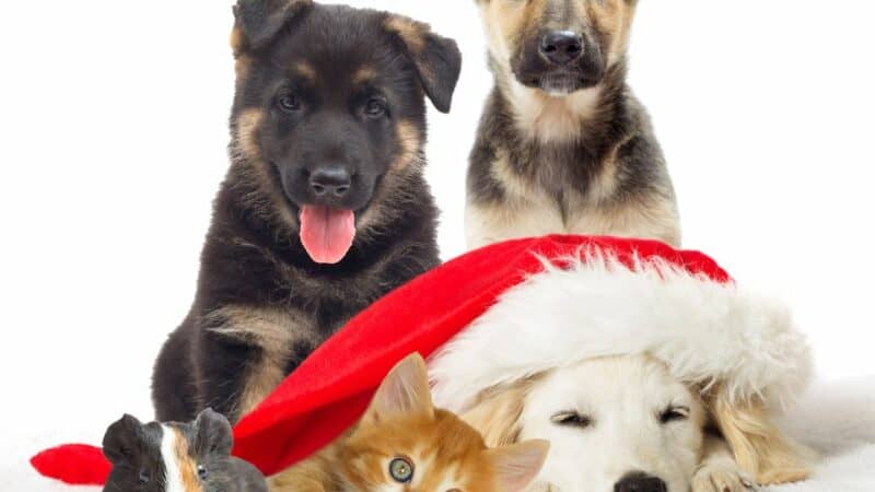 פריטים עבור חיית המחמד שלך