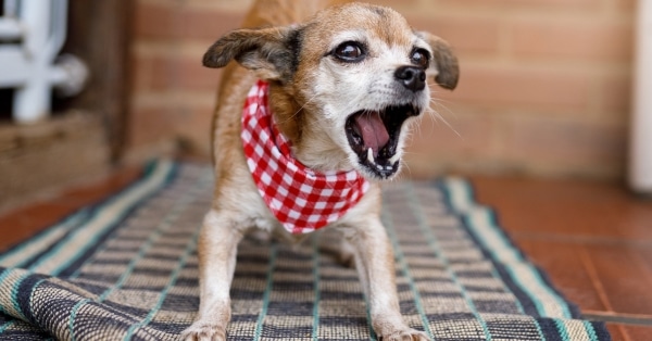 כלבים על מחצלת ליקוק